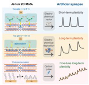 Opto-electrochemical Synaptic Memory in Supramolecularly Engineered Janus 2d MoS2